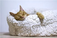 Best Cat Beds in Bristol