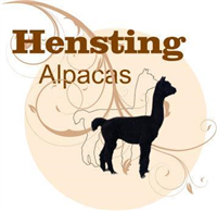 Hensting Alpacas in Eastleigh