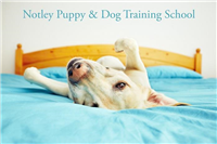 Notley Puppy and Dog Training School in Braintree