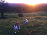 Doherty Dog Training in Belfast