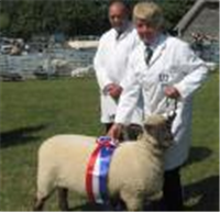 Fresh Lamb Meat : Tullens Farm in Pulborough