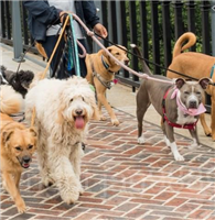 Pup Pals in Ascot