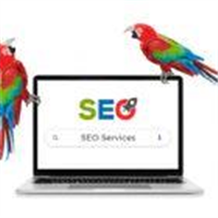 Shouty Parrot SEO & Digital Marketing in Winchester