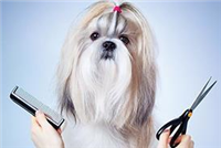 Roverz Return Dog Grooming in Birmingham