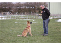 Steve's Dog Training in Sheffield