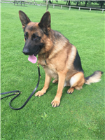 Personal Protection Dogs in The Kennels  Carr Gate, West Yorkshire