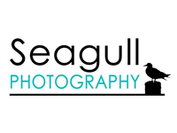 Seagull Photography in Dresden